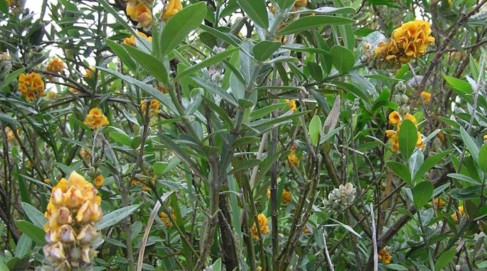 Oxylobium shrub with flowers.