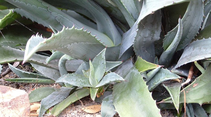 Spiky leaves of the century plant.