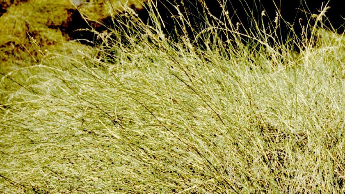 A field of pyp grass.