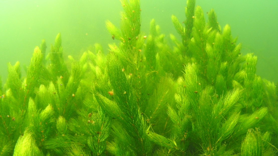 Side on view of Hornwort growing in murky water.