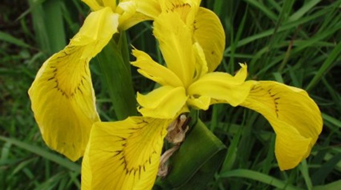 Close up of Yellow Flag Iris flowers,