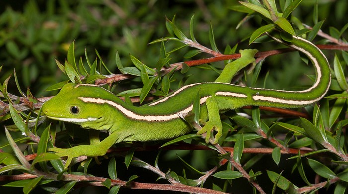 Green gecko sits on a leafy branch