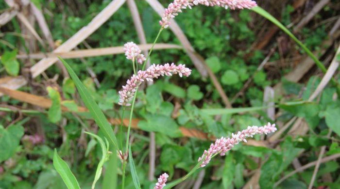 Close up of palm grass flowers.