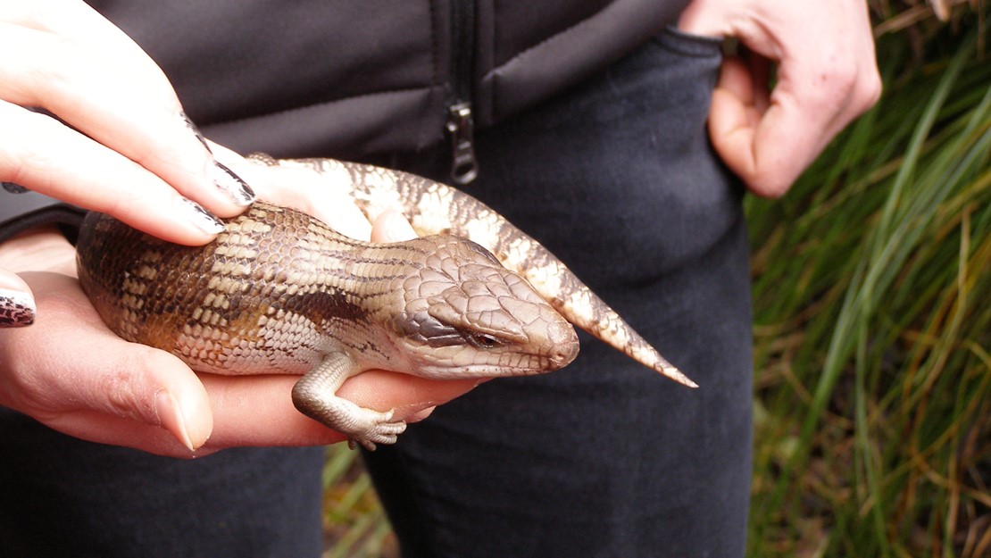 A blue tongued skink being held in the palm of someone's hand.