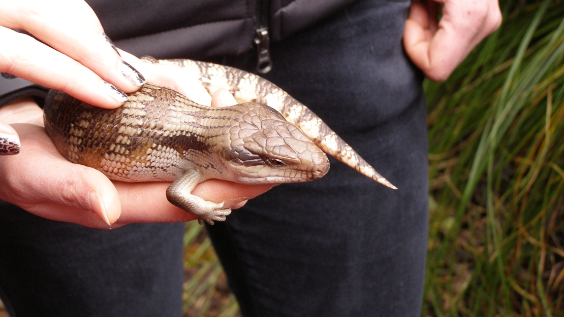 A blue tongued skink being held in the palm of someone's hand.