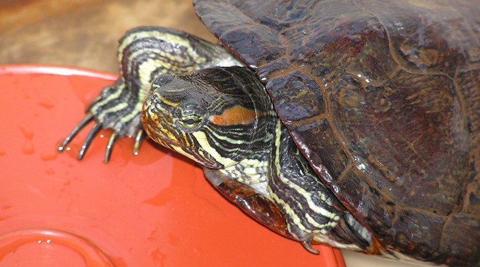 Red eared slider turtle resting on an orange bucket.