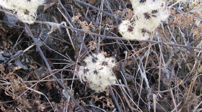 Mature Old Man's Beard seed heads on a dead vine.