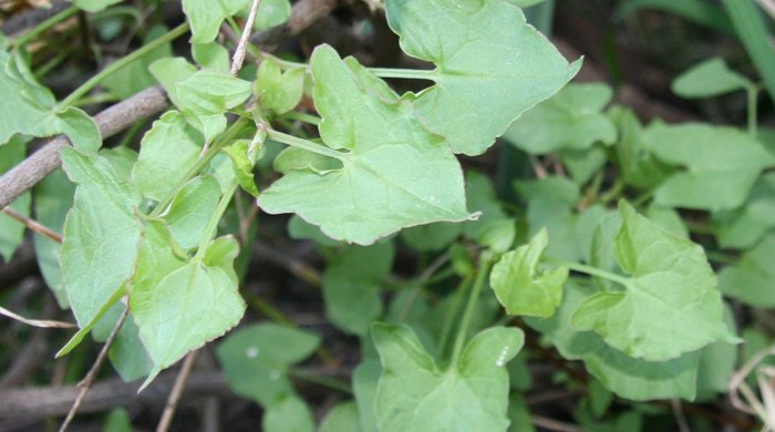 Close up of pointed leaves of climbing dock.