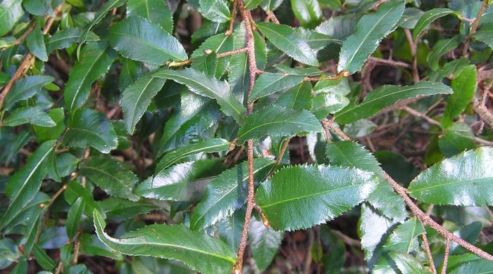 Branches of Mickey Mouse plant with leaves.