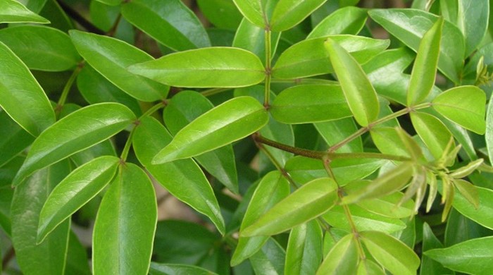 Close up of Wonga Wonga vine leaves