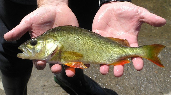perch held by two hands out of water.