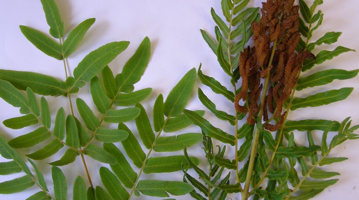 The small royal fern leaves laid out on a white background with the dried sori on the right.