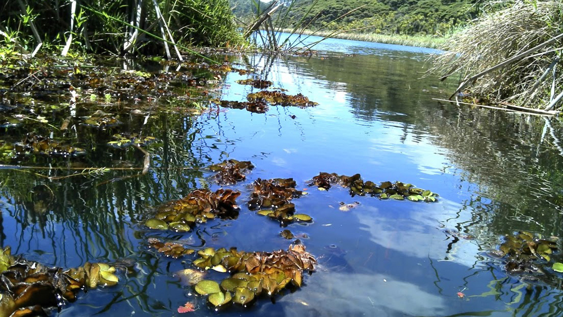 Salvinia growing in a lake.