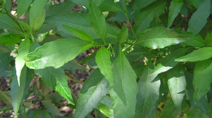 Jerusalem Cherry shrub.