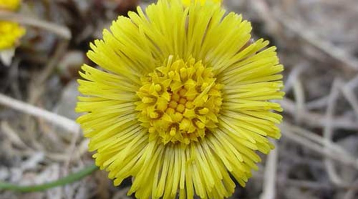 Photo showing the yellow Coltsfoot flowers.