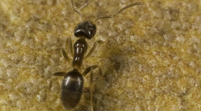 Darwin's ant from above on a mottled brown leaf.