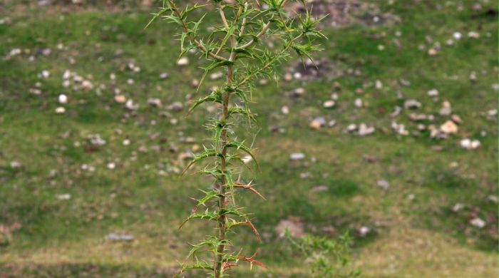 A saffron thistle growing tall in a field.