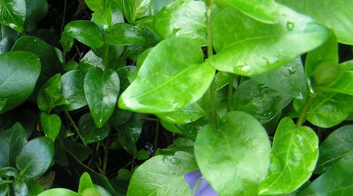 Close up of periwinkle leaves.