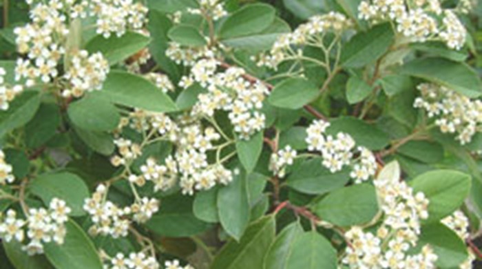 Photo showing Cotoneaster with white flowers.