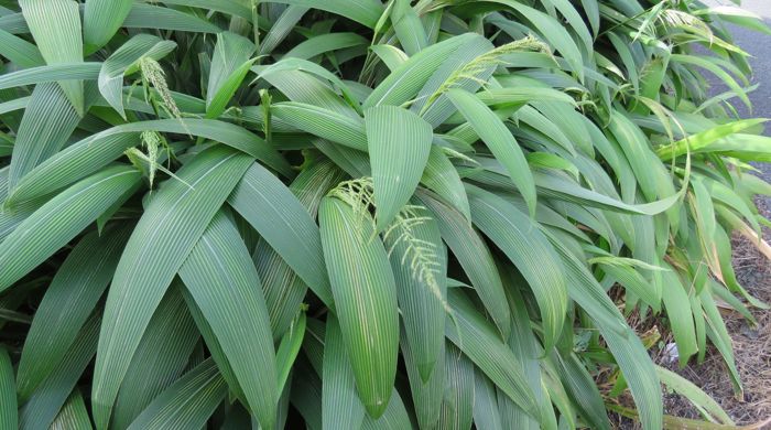 Palm grass growing wild.