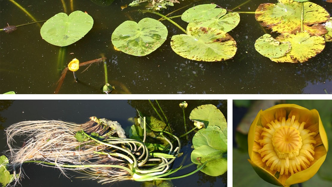 A montage of pictures of the yellow water lily leaves and flowers.