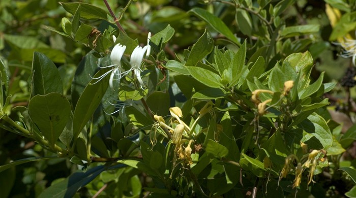 Japanese Honeysuckle growing in native tree.
