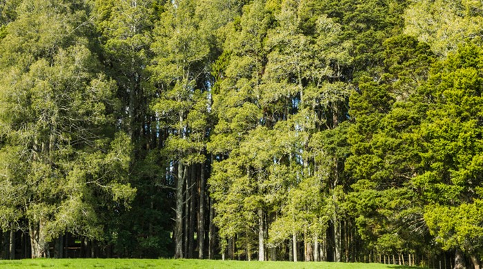 Forest of tall kahikatea trees.