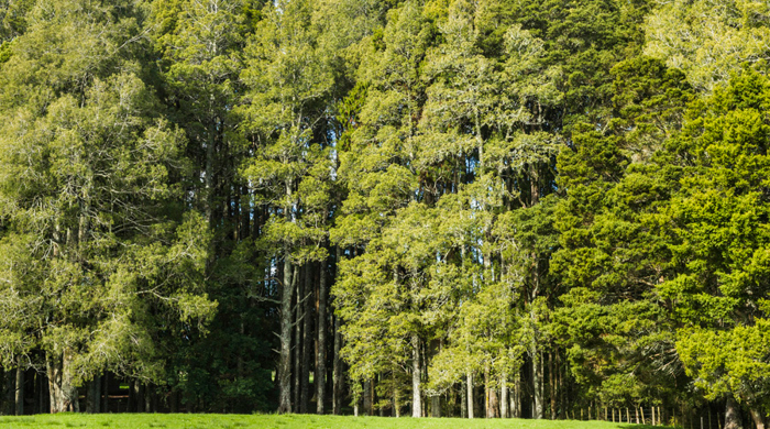 Forest of tall kahikatea trees.