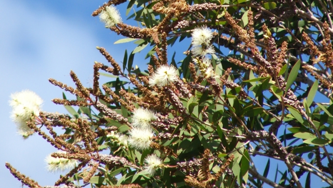 Paperbark poplar flowers and seeds.