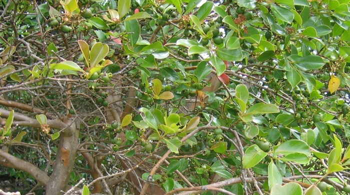 View of Guava canopy branches and unripe fruit.