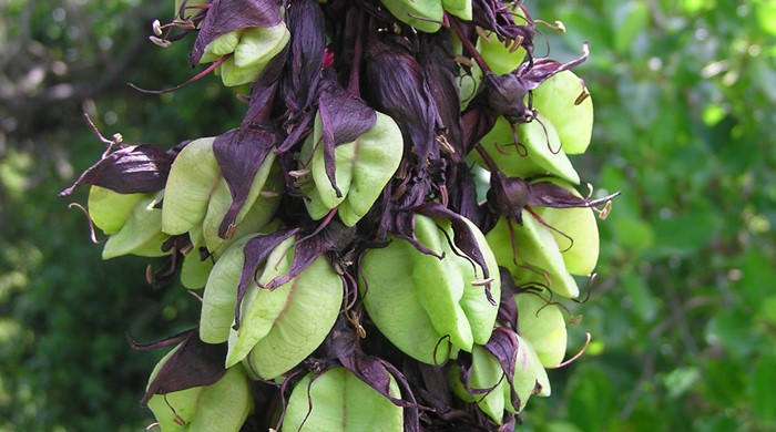 Seed capsules of the Cape honey flower.