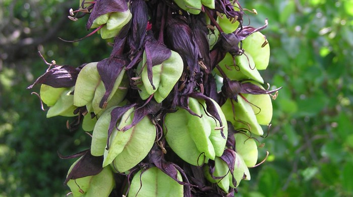 Seed capsules of the Cape honey flower.