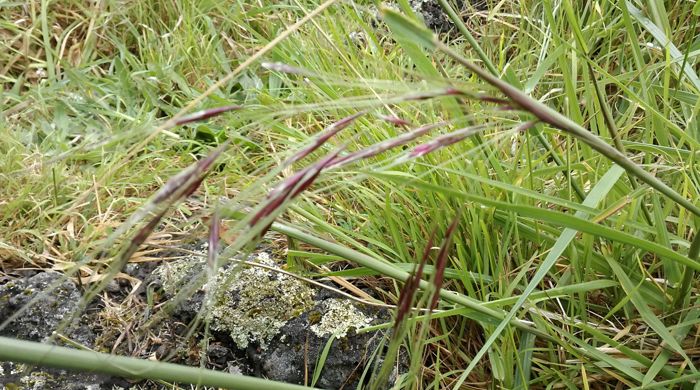 Close up of Chilean needle grass.