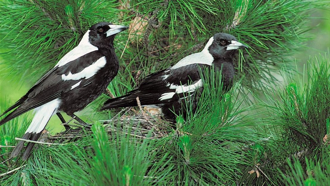 Two magpies on a nest in a pine tree.