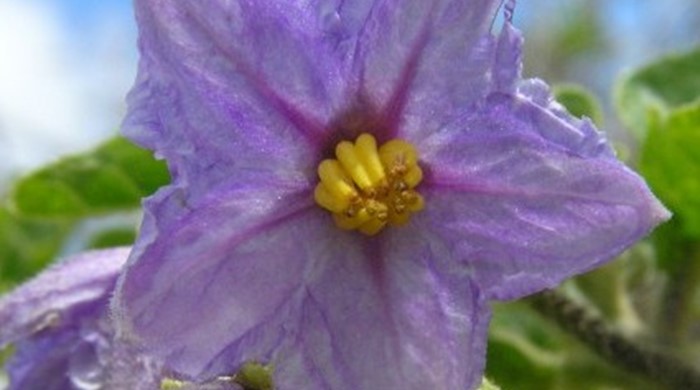 A five-petaled purple flower of the apple of Sodom.