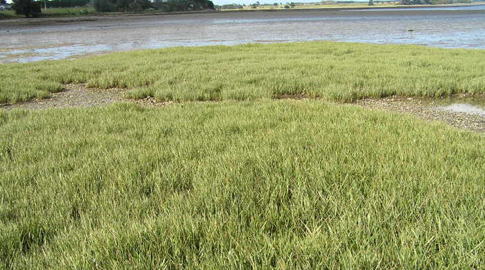 Spartina growing in estuary.