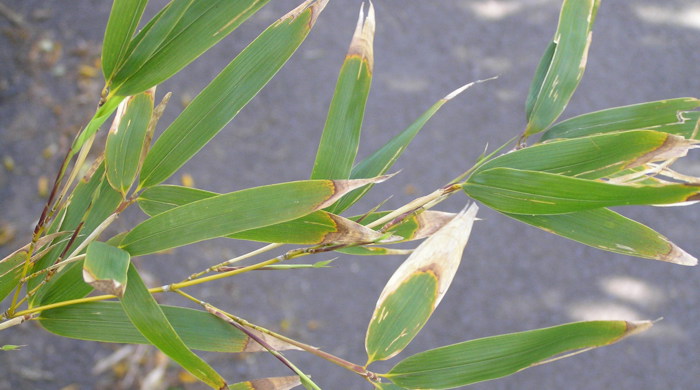 Thin branch of bamboo with green leaves and brown tips.