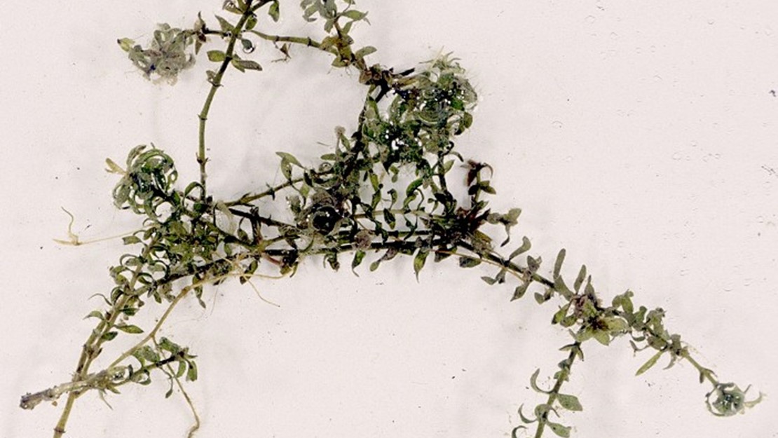 Sprigs of elodea against a white background.