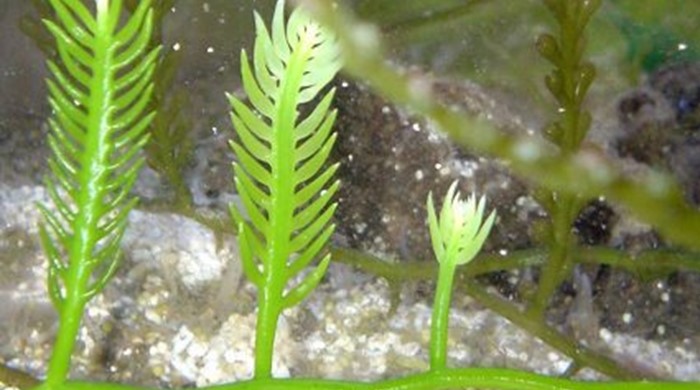 Close up of caulerpa underwater.