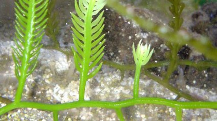 Close up of caulerpa underwater.