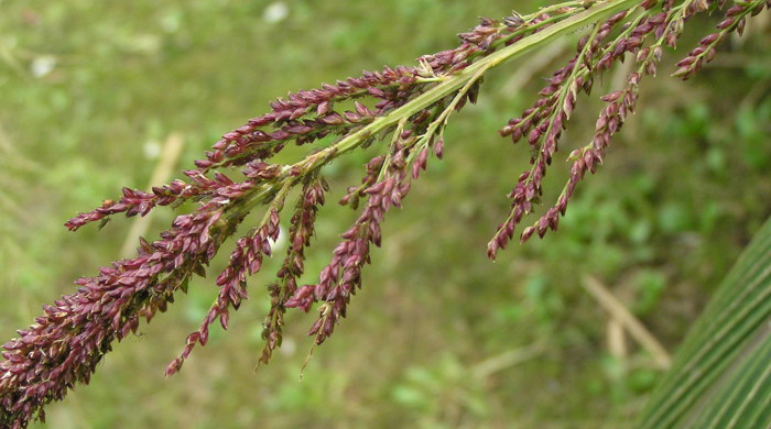 Close up of palm grass flowers.