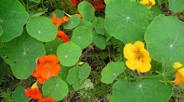 Orange and yellow nasturtium flowers.