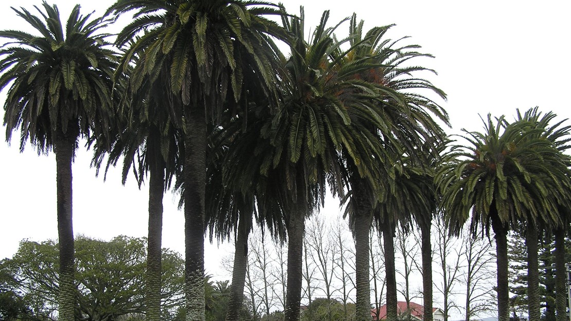 A stand of phoenix palm trees in a park.