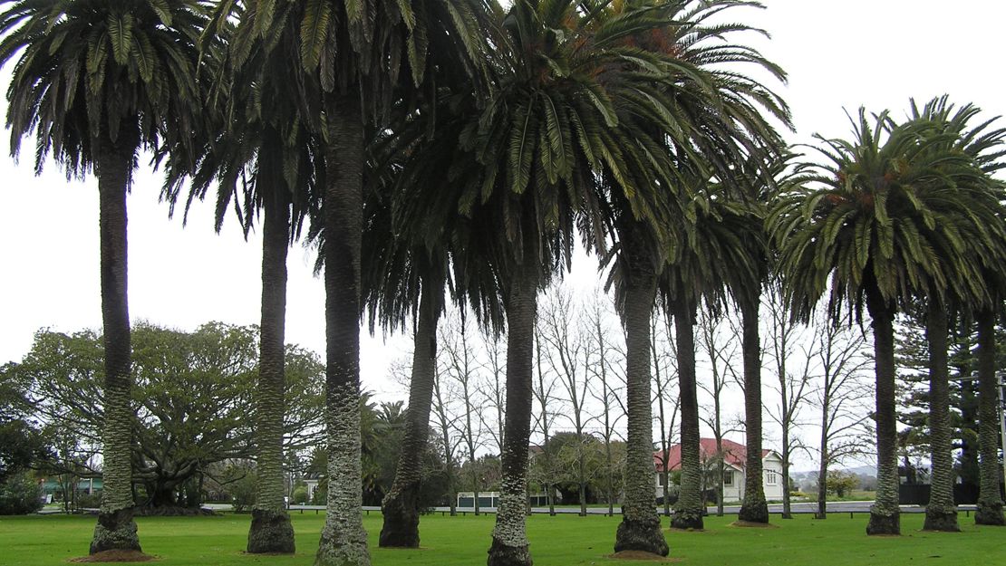 A stand of phoenix palm trees in a park.