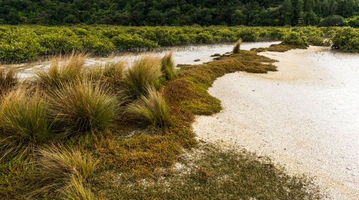 Estuary shellbank with dense mangrove forest and scrub.