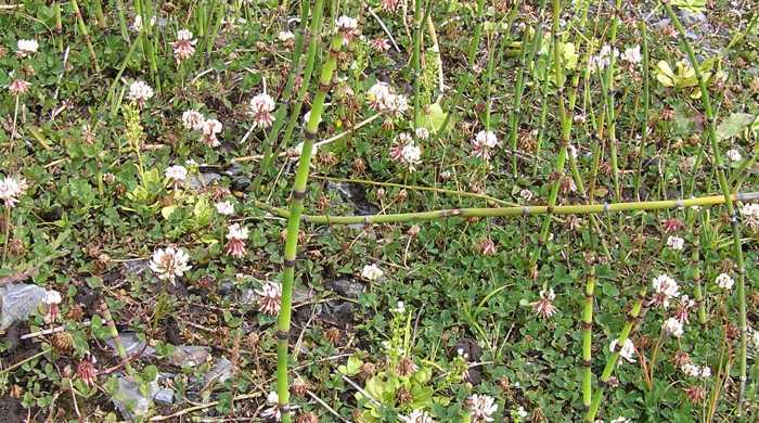 Horsetail growing in gravel with clover.