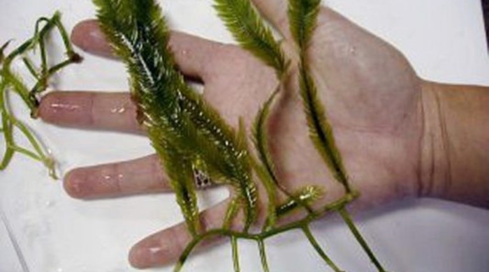 Hand holding wet caulerpa.