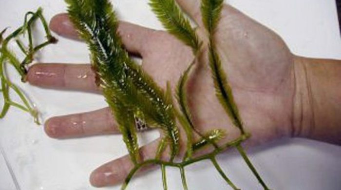 Hand holding wet caulerpa.