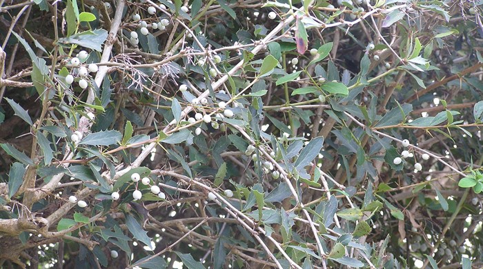Close up of barberry branches with seeds.