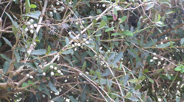 Close up of barberry branches with seeds.